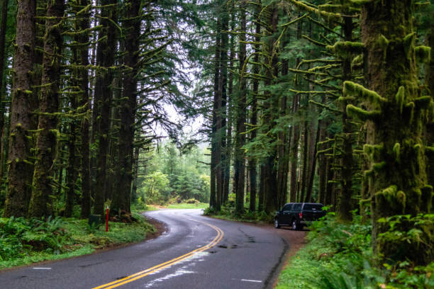 istock Upper Hoh Road in the Olympic National Forest 1033967990