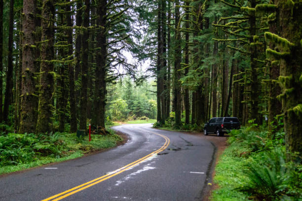 istock Upper Hoh Road in the Olympic National Forest 1033967998