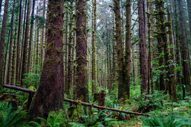 istock The Black Forest in Washington state 1033968244