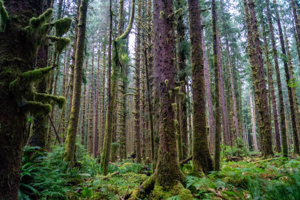 istock The Black Forest in Washington state 1033970590