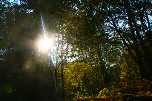 Beautiful forest