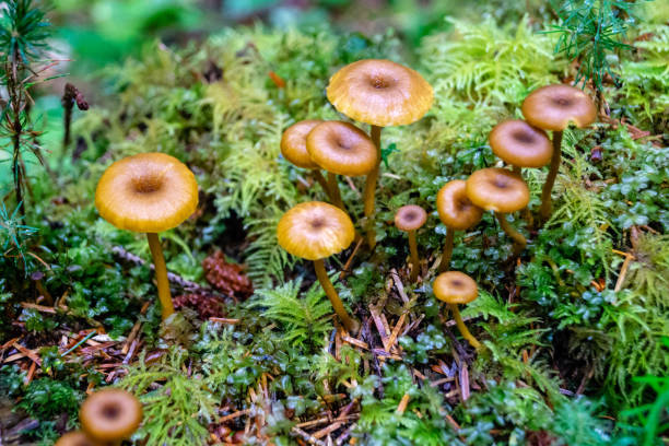 istock Wild mushrooms growing in the Black Forest 1033971020