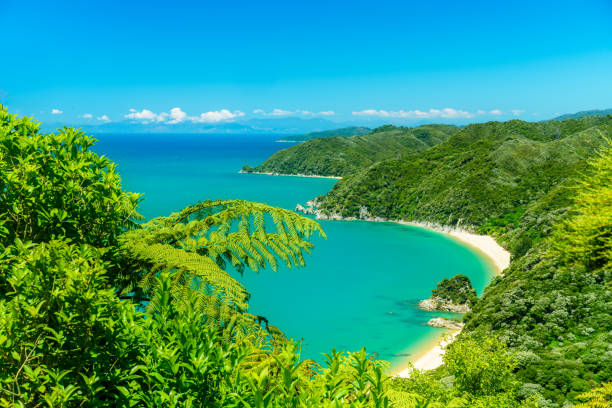 panorama of a beach, abel tasman national park, new zealand 6 panoramic view of a tropical beach with turquoise water and white sand in abel tasman national park, new zealand nelson landscape beach sand stock pictures, royalty-free photos & images