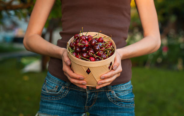 istock Women hands holding basket with fresh ripe berries 1033971428