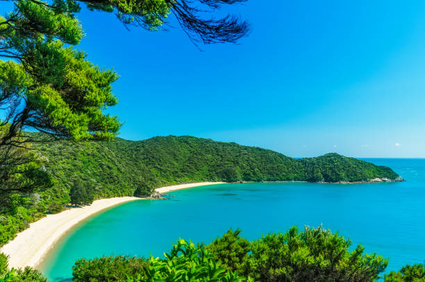 panorama of a beach, abel tasman national park, new zealand 1 panoramic view of a tropical beach with turquoise water and white sand in abel tasman national park, new zealand abel tasman national park stock pictures, royalty-free photos & images