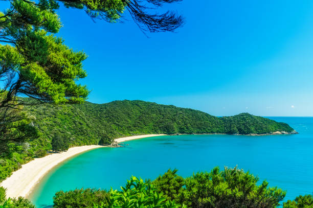 panorama of a beach, abel tasman national park, new zealand 1 - abel tasman national park imagens e fotografias de stock