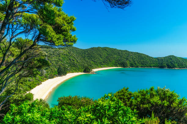 panorama of a beach, abel tasman national park, new zealand 2 panoramic view of a tropical beach with turquoise water and white sand in abel tasman national park, new zealand abel tasman national park stock pictures, royalty-free photos & images