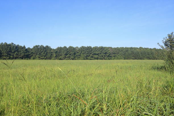 istock Field of green grass and tree line 1033973960