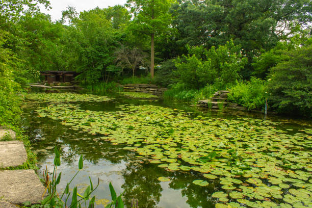 istock Paddy Pond covered with Lotus leaves 1033974236