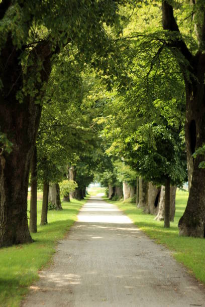 istock In the shade of old trees 1033988148