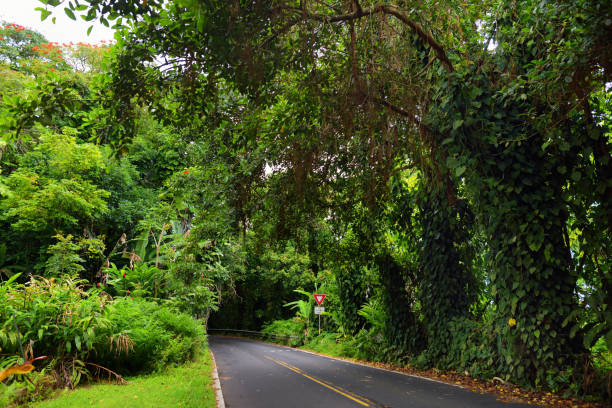 famous route à hana empreint de ponts d’une voie étroites, virages et une vue incroyable de l’île, maui, hawaii - hawaii islands hana maui curve photos et images de collection