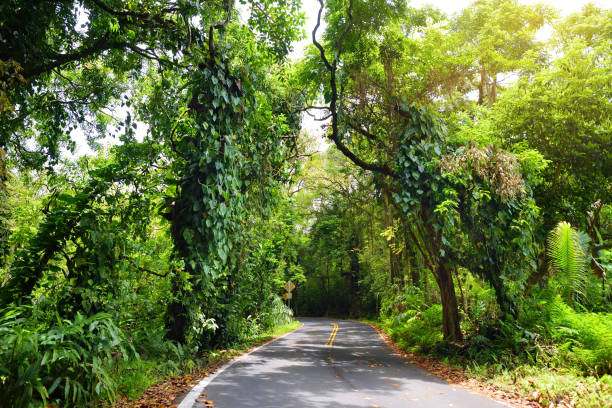 famous route à hana empreint de ponts d’une voie étroites, virages et vues incroyable île sinueuse route côtière avec vue sur les falaises, des cascades et des milles de forêt tropicale. maui, hawaii - hawaii islands hana maui curve photos et images de collection