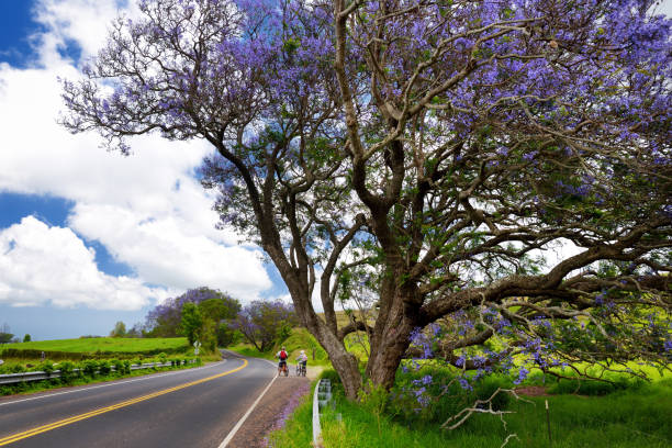 マウイ島、ハワイ、米国の道路に沿って開花美しい紫のジャカランダ - two lane highway 写真 ストックフォトと画像