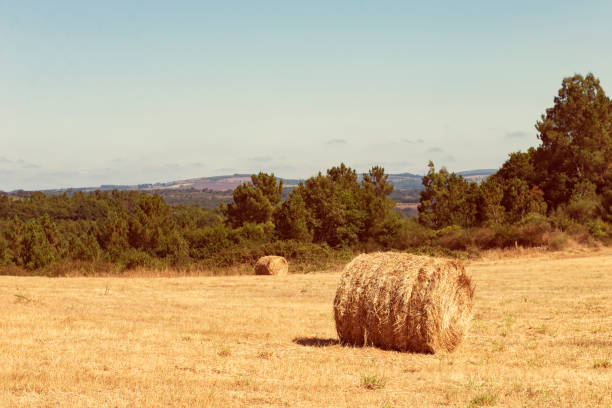 Hay bales in a cultivated land, Galicia, Spain.