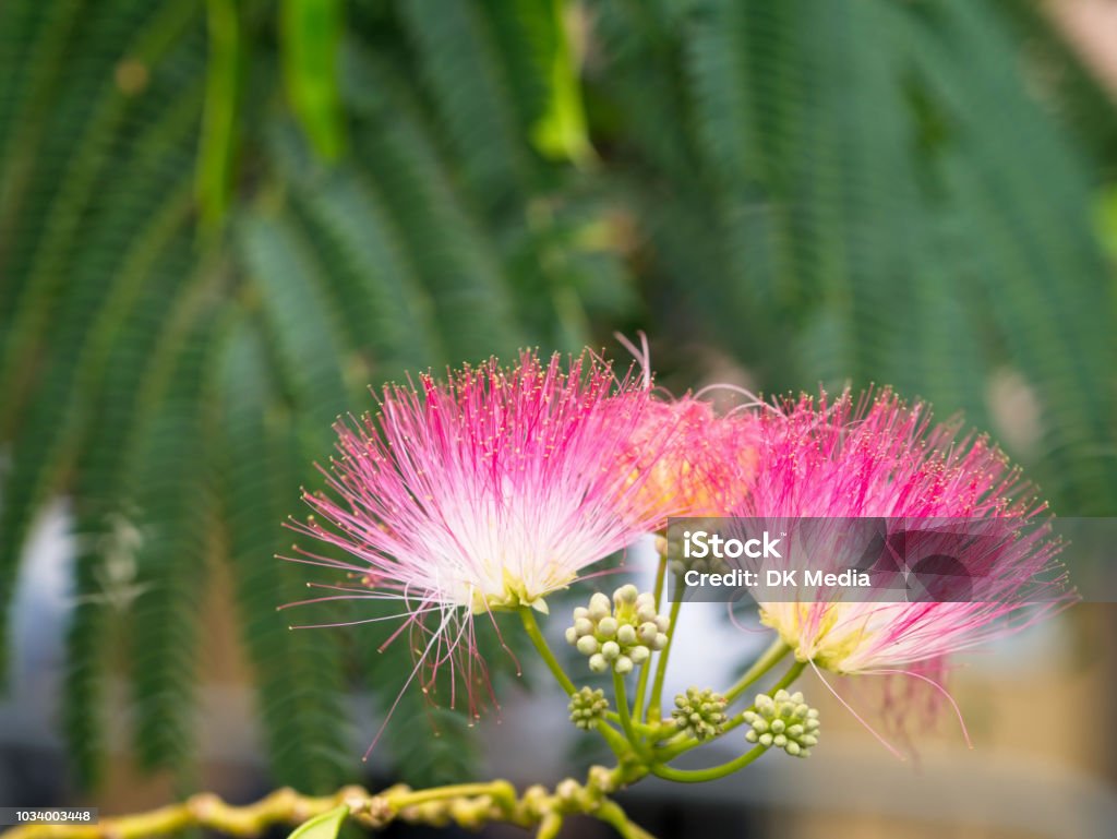 Prim-plan de copac de mătase persană sau siris roz Albizia julibrissin flori. - Fotografie de stoc Albizia fără redevențe