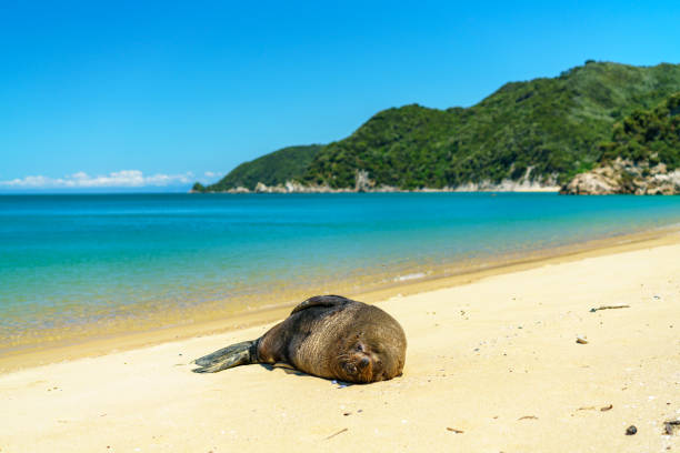 seal on a beach, abel tasman national park, new zealand 1 seal on a tropical beach with turquoise water and white sand in abel tasman national park, new zealand abel tasman national park stock pictures, royalty-free photos & images