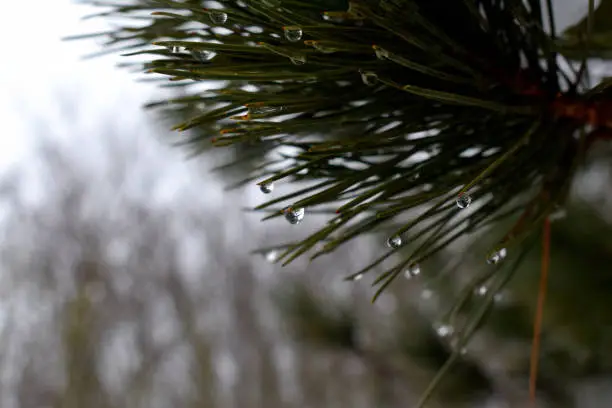 Drops of rain hanging from a pine tree.