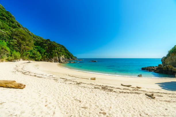 branch on a beach, abel tasman national park, new zealand 4 - abel tasman national park imagens e fotografias de stock