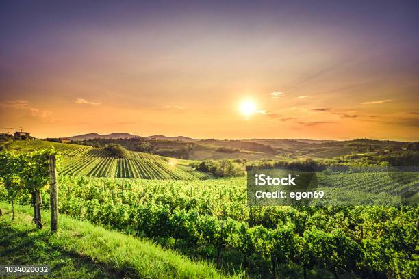 Sunset Over Vineyard Stock Photo - Download Image Now - Accuracy, Agricultural Field, Agriculture