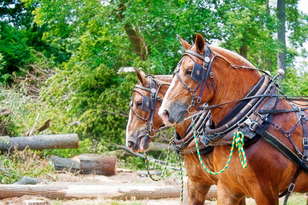 istock Work Horses at the Wood Lot 1034027048