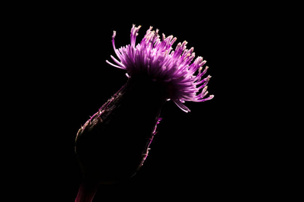 Night shot of a flower of a carduus acanthoides, known as the spiny plumeless thistle, welted thistle or plumeless thistle