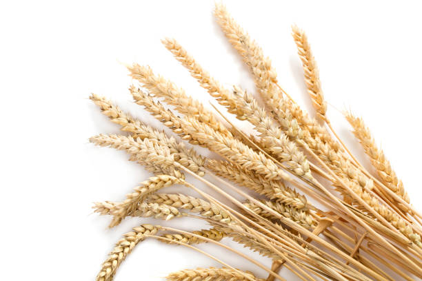 istock ears of wheat 1034029620
