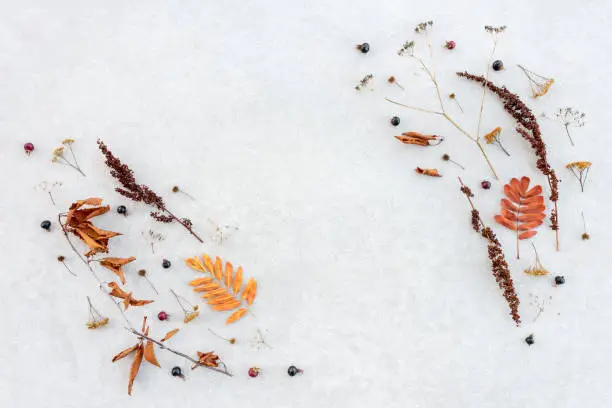 Autumn flat lay made of simple dry plants and leaves, on gray concrete background, with copy space.