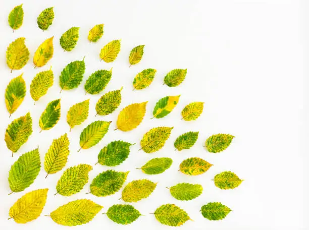 Vibrant alder tree leaves on white canvas background with copy space. Autumn nature inspiration.