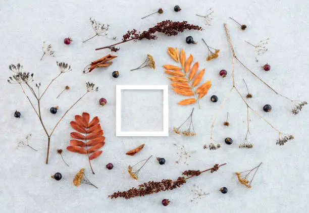 White frame with copy space and dry autumn plants on concrete background.