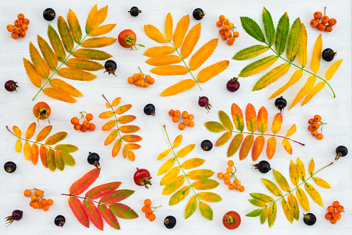 Colorful autumn flat lay. Ashberry tree leaves, berries, and a variety of wild rose fruits on painted wooden background.