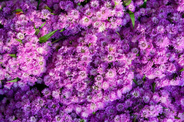 istock beautiful purple flowers background 1034036024