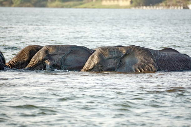 istock Herd of elephant crossing the river 1034036394