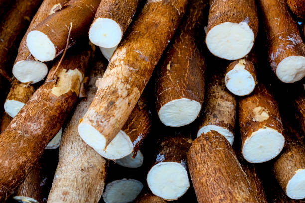 manioca, chiamata anche manioca, yuca, balinghoy, mogo, mandioca, kamoteng kahoy, tapioca e radice di manioca, un arbusto legnoso della famiglia delle euphorbiaceae originario del sud america - yucca foto e immagini stock