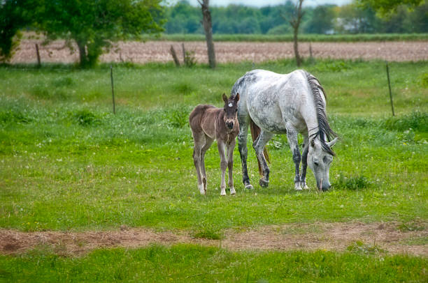 Foal and Mom in Field