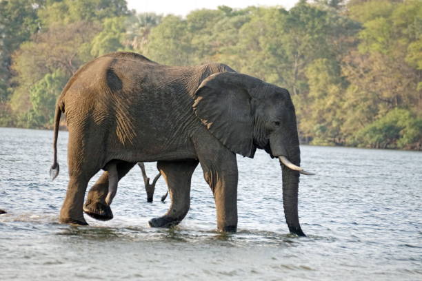istock Male elephant in the river 1034038944