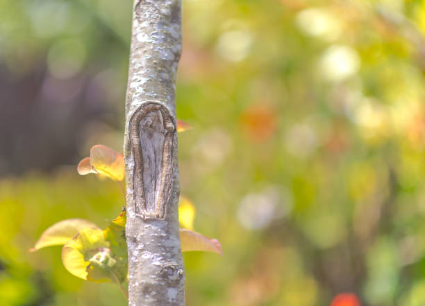 A knotted branch in focus in the foreground, with a colorful blurred Maui garden background.