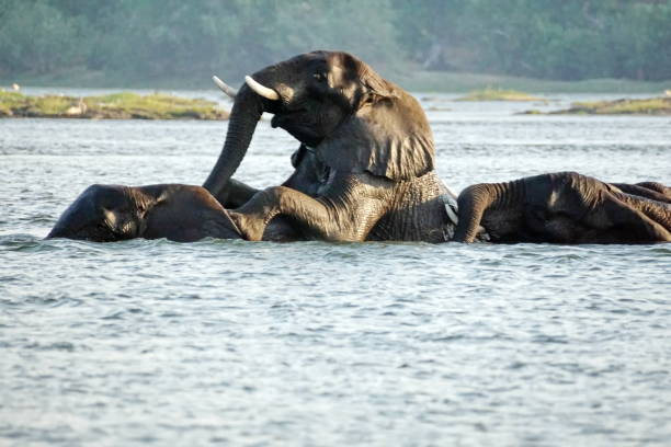 istock Elephants having sex in the river 1034057594