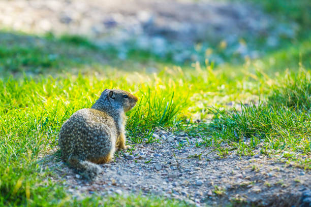 istock gopher stand on the glass field on sunny day. 1034057714