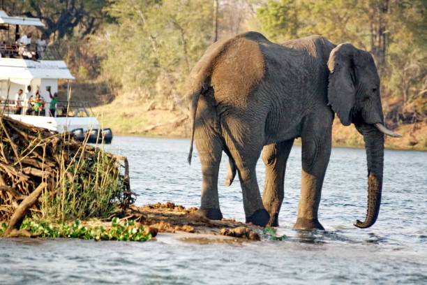 istock Male elephant in the river 1034062642