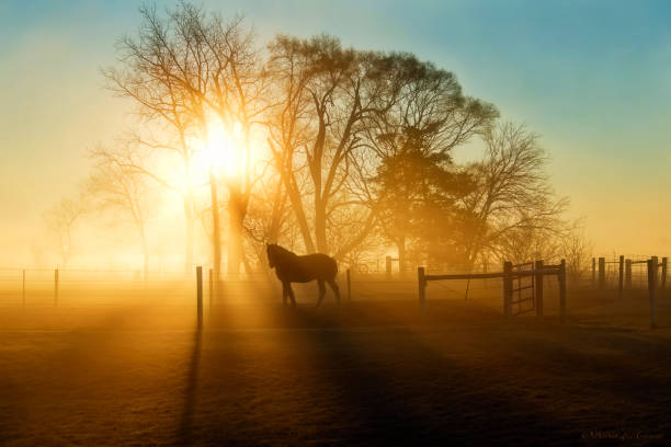 istock Horse in Daybreak Fog 1034062832