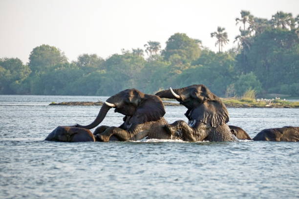 istock Elephants having sex in the river 1034063326