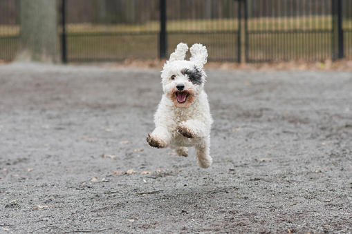 Small dog flying in park