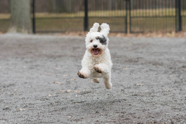 159,988 Leaping Animals Stock Photos, Pictures & Royalty-Free Images - iStock | Leaping horse, Jumping frog 159,988 Leaping Animals Stock Photos, Pictures & Royalty-Free Images - iStock | Leaping horse, Jumping frog