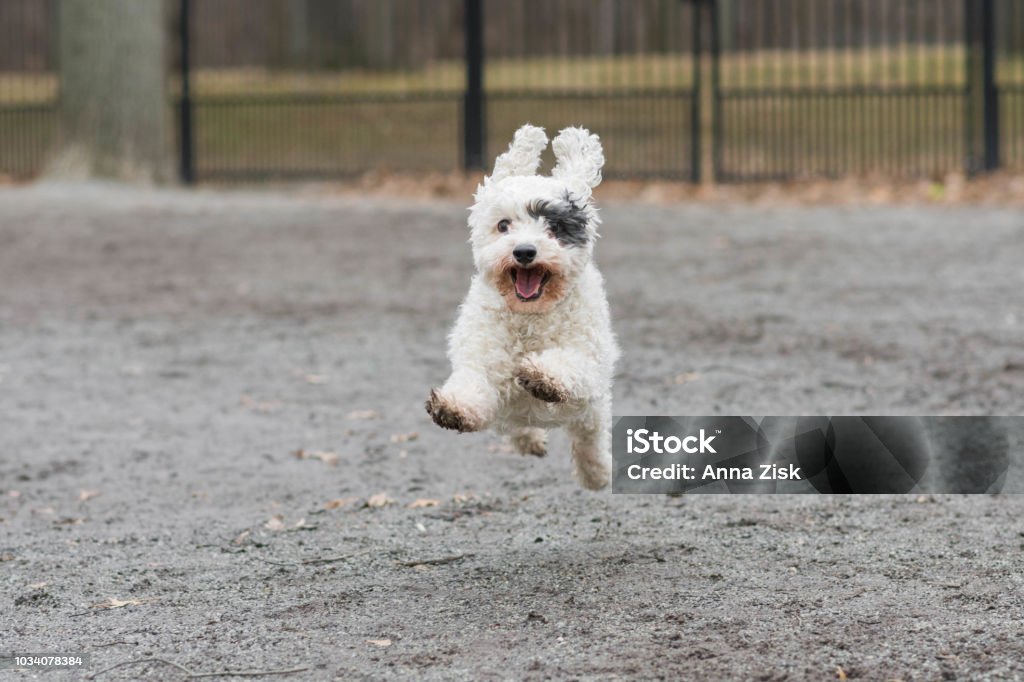 Küçük köpek parkında uçan - Royalty-free Heyecan Stok görsel