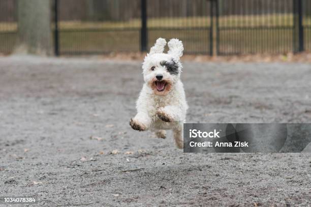 Küçük Köpek Parkında Uçan Stok Fotoğraflar & Heyecan‘nin Daha Fazla Resimleri - Heyecan, Köpek, Mest oldu