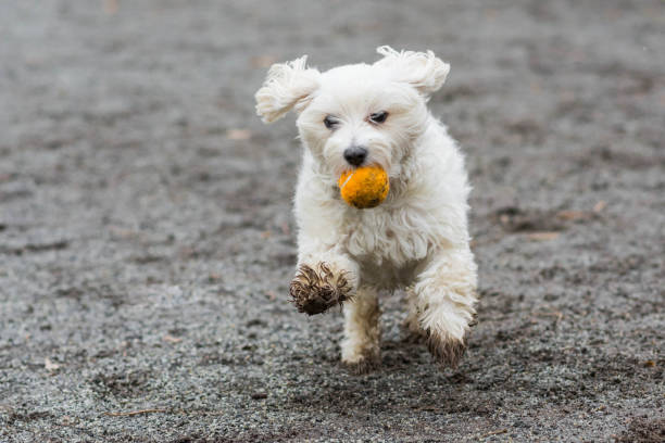 chien en cours d’exécution avec la balle orange - mudball photos et images de collection