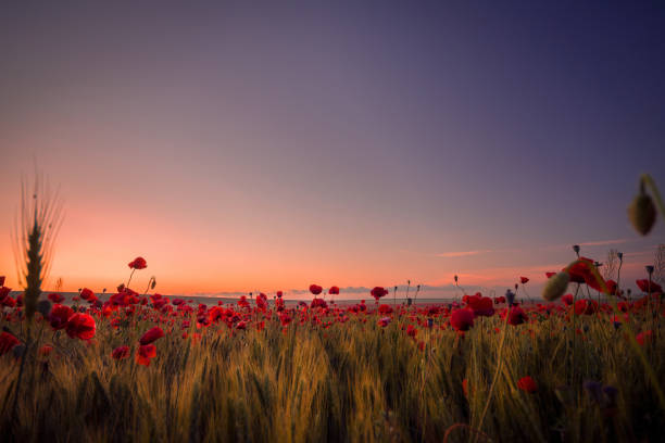 istock Poppies field in the morning with a clear blue sky 1034086076
