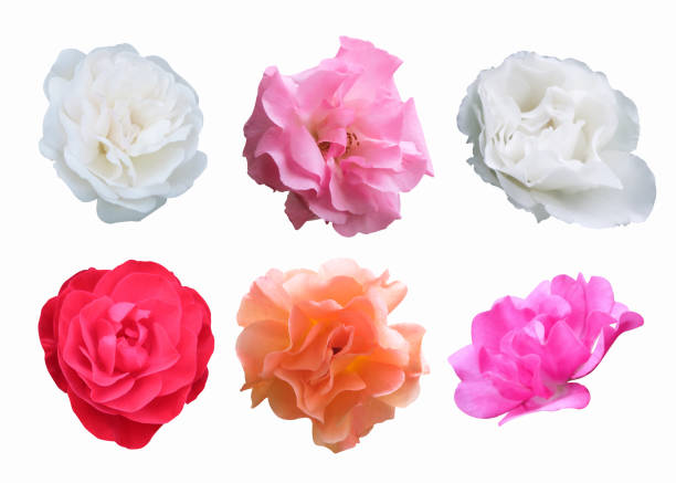 istock Pink, red, white, peach roses on white background with clipping path 1034095976