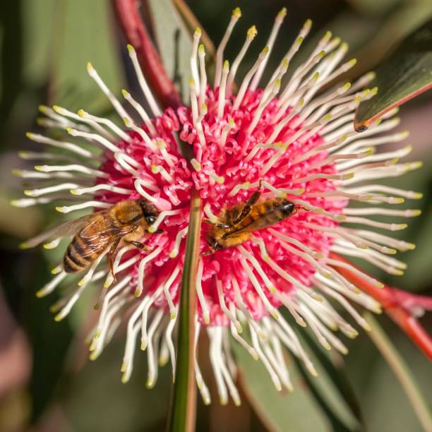 istock Honey Bee Feeding on Eucalyptus Flower, Sunbury, Victoria, Australia, October 2017 1034096060