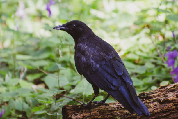 istock Isolated Crow perched on a log in a forest at Riding Mountain National Park 1034102904